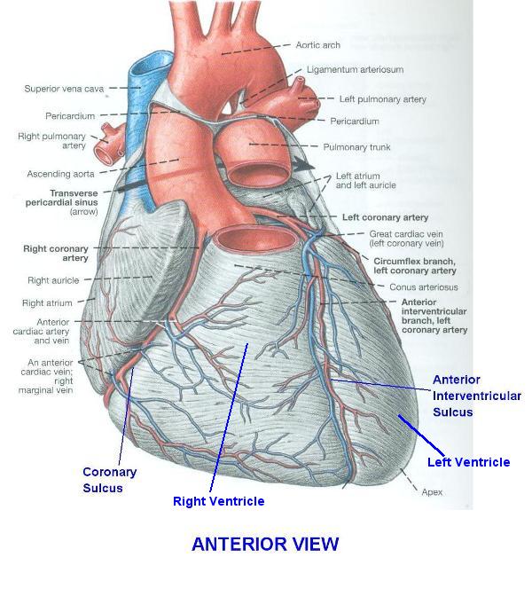 Electronic Dissection Manual - Blood Cardiovascular Block